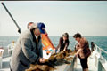 kelp