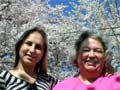 DC Cherry Blossoms